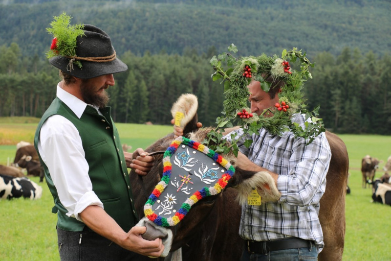 Almabtrieb Hochfeldernalm 2016 – Almvieh wurde wieder geschmückt