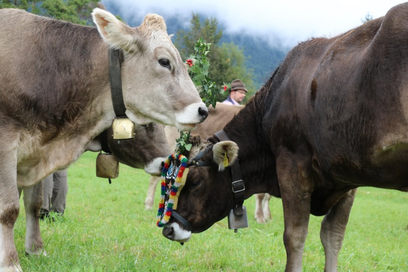 Almabtrieb Hochfeldernalm 2016 – Almvieh wurde wieder geschmückt