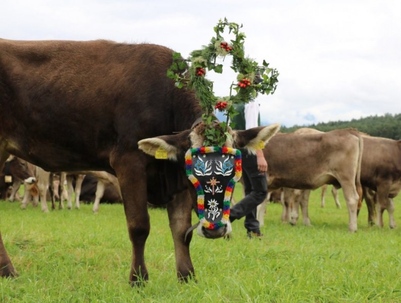Almabtrieb Hochfeldernalm 2016 – Almvieh wurde wieder geschmückt