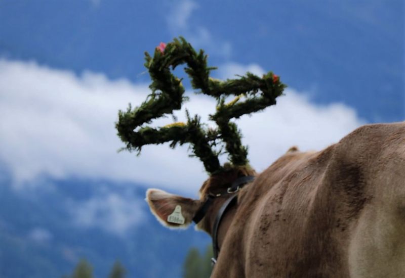 Almabtrieb Hochfeldernalm 2016 – Almvieh wurde wieder geschmückt