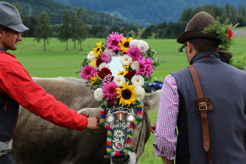 Almabtrieb Hochfeldernalm 2016 – Almvieh wurde wieder geschmückt