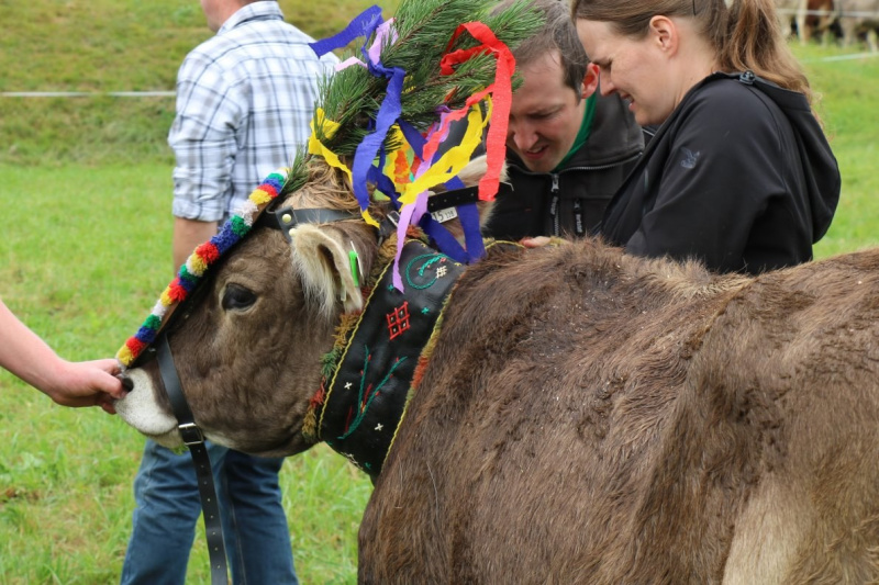 Almabtrieb Hochfeldernalm 2016 – Almvieh wurde wieder geschmückt