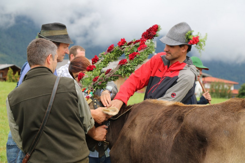 Almabtrieb Hochfeldernalm 2016 – Almvieh wurde wieder geschmückt