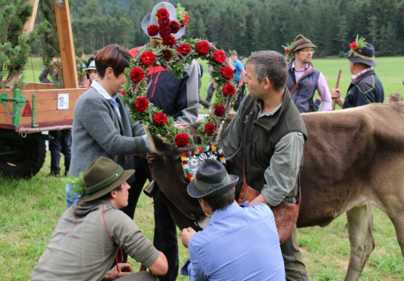 Almabtrieb Hochfeldernalm 2016 – Almvieh wurde wieder geschmückt