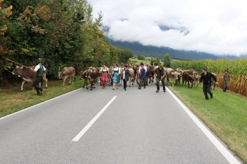 Almabtrieb Hochfeldernalm 2016 – Almvieh wurde wieder geschmückt