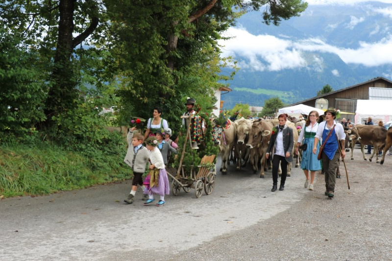 Almabtrieb Hochfeldernalm 2016 – Almvieh wurde wieder geschmückt