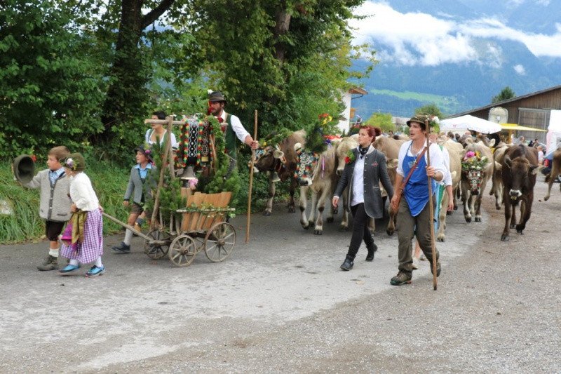 Almabtrieb Hochfeldernalm 2016 – Almvieh wurde wieder geschmückt