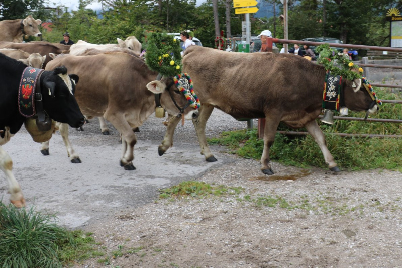 Almabtrieb Hochfeldernalm 2016 – Almvieh wurde wieder geschmückt