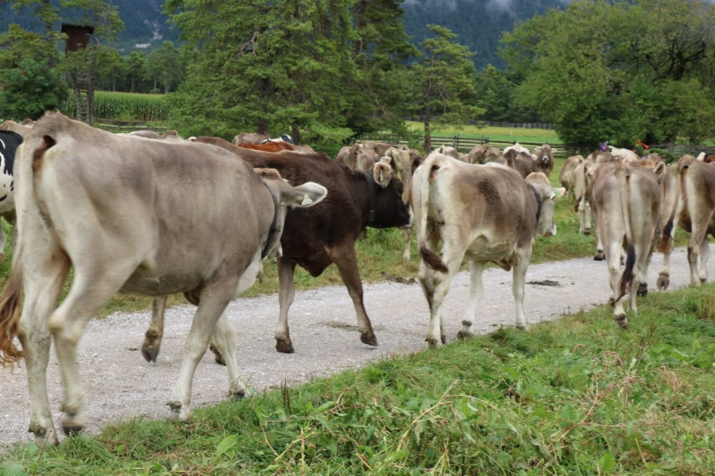 Almabtrieb Hochfeldernalm 2016 – Almvieh wurde wieder geschmückt