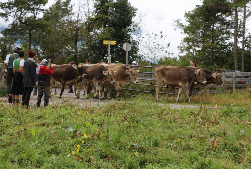 Almabtrieb Hochfeldernalm 2016 – Almvieh wurde wieder geschmückt