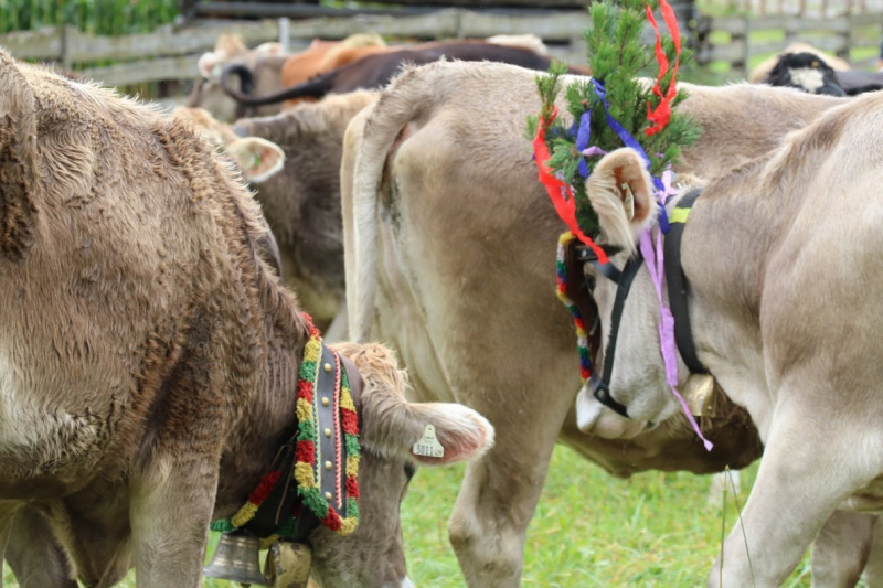 Almabtrieb Hochfeldernalm 2016 – Almvieh wurde wieder geschmückt