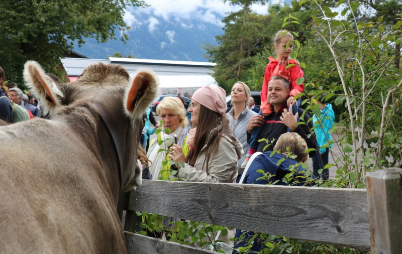 Almabtrieb Hochfeldernalm 2016 – Almvieh wurde wieder geschmückt
