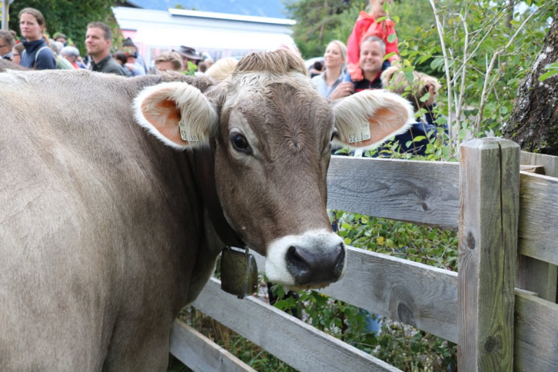 Almabtrieb Hochfeldernalm 2016 – Almvieh wurde wieder geschmückt
