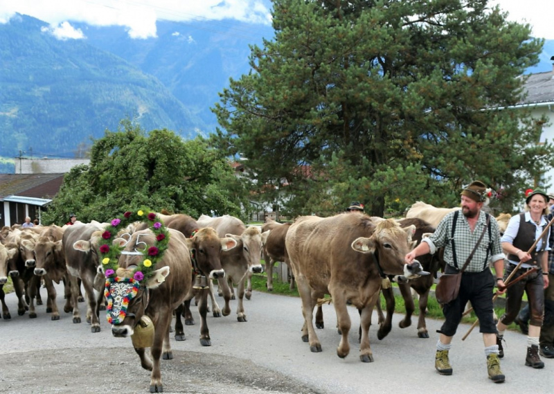 Almabtrieb Hochfeldernalm – Hirtenfamilie nimmt Abschied