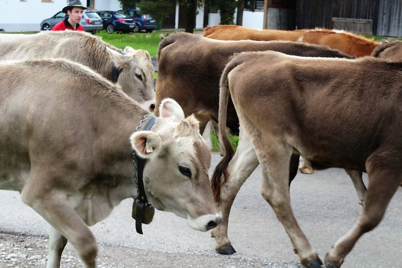 Almabtrieb Hochfeldernalm – Hirtenfamilie nimmt Abschied