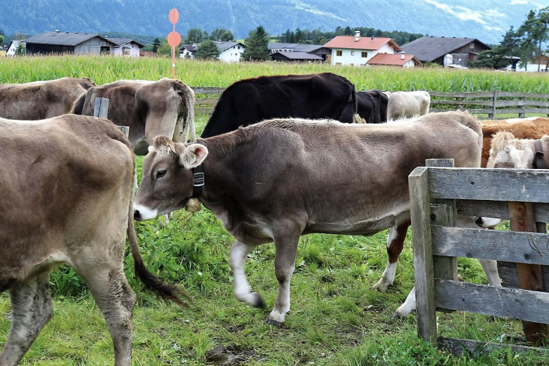 Almabtrieb Hochfeldernalm – Hirtenfamilie nimmt Abschied