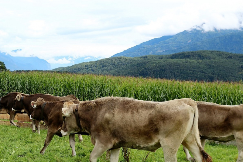 Almabtrieb Hochfeldernalm – Hirtenfamilie nimmt Abschied
