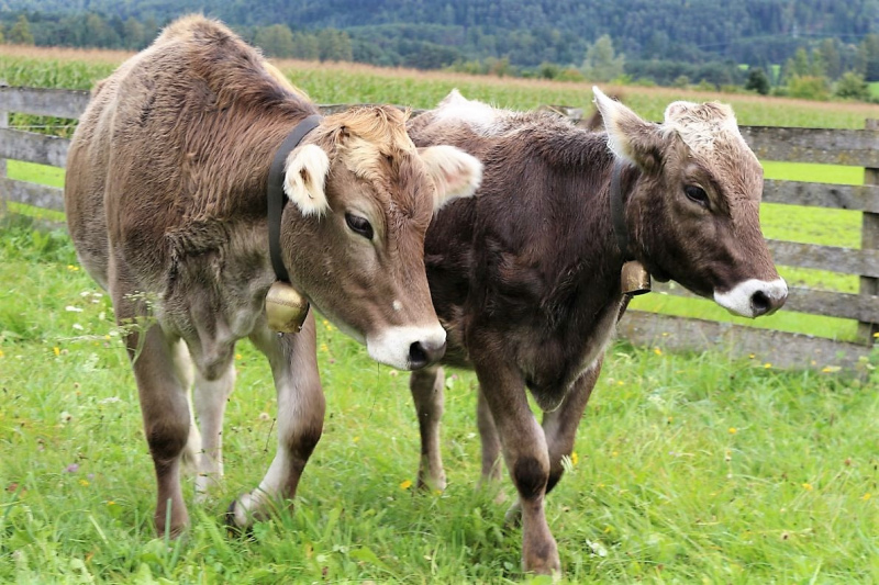 Almabtrieb Hochfeldernalm – Hirtenfamilie nimmt Abschied