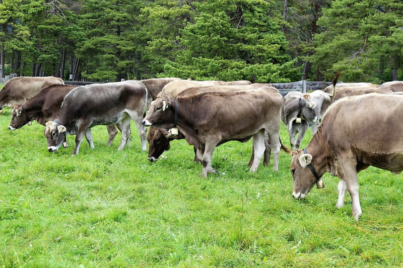 Almabtrieb Hochfeldernalm – Hirtenfamilie nimmt Abschied