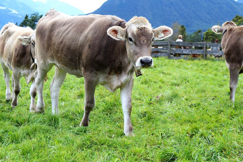 Almabtrieb Hochfeldernalm – Hirtenfamilie nimmt Abschied
