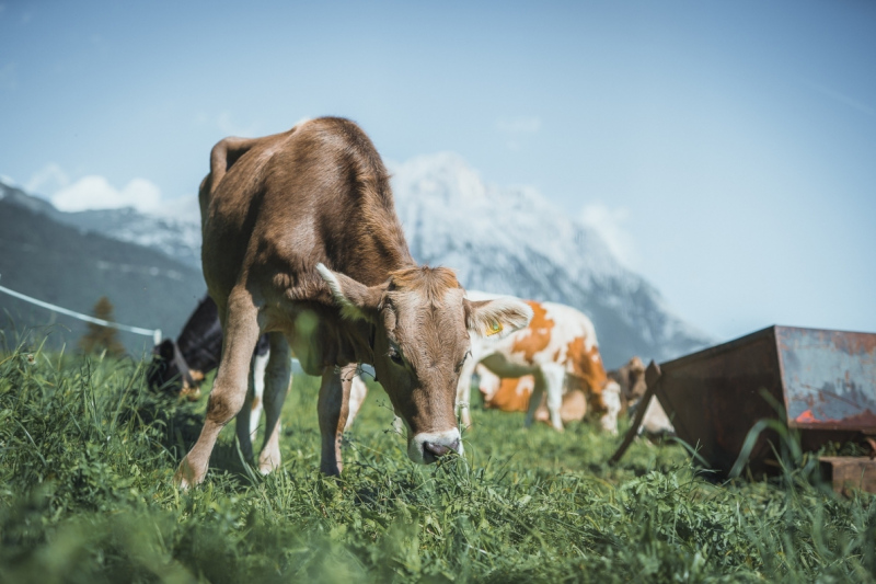 Almabtrieb Feldernalm – „der Almsommer hat uns viel abverlangt“