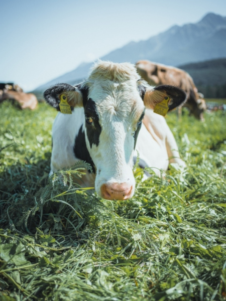 Almabtrieb Feldernalm – „der Almsommer hat uns viel abverlangt“