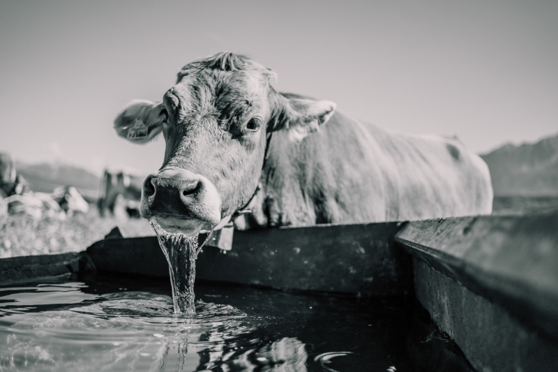 Almabtrieb Feldernalm – „der Almsommer hat uns viel abverlangt“