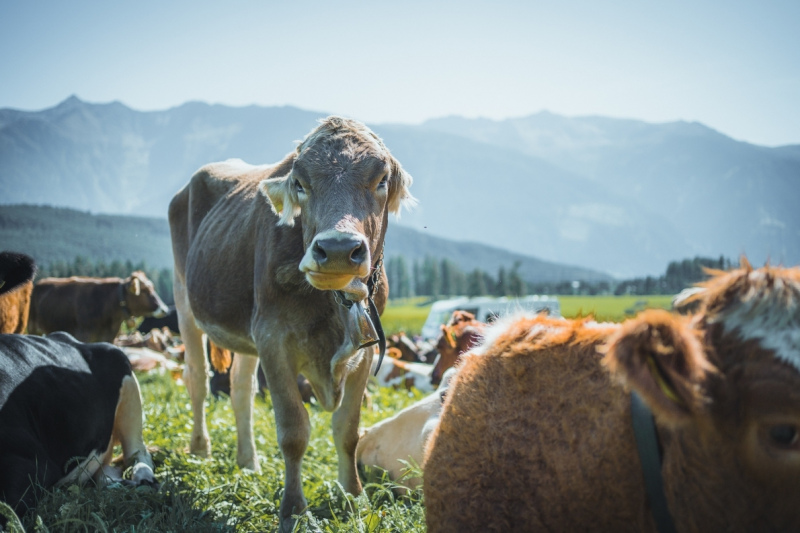 Almabtrieb Feldernalm – „der Almsommer hat uns viel abverlangt“