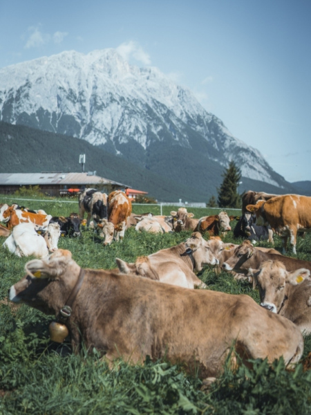 Almabtrieb Feldernalm – „der Almsommer hat uns viel abverlangt“