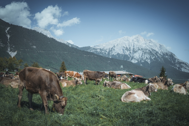 Almabtrieb Feldernalm – „der Almsommer hat uns viel abverlangt“
