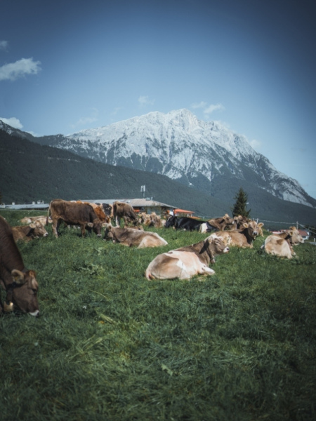 Almabtrieb Feldernalm – „der Almsommer hat uns viel abverlangt“