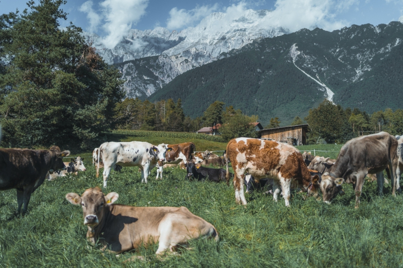 Almabtrieb Feldernalm – „der Almsommer hat uns viel abverlangt“