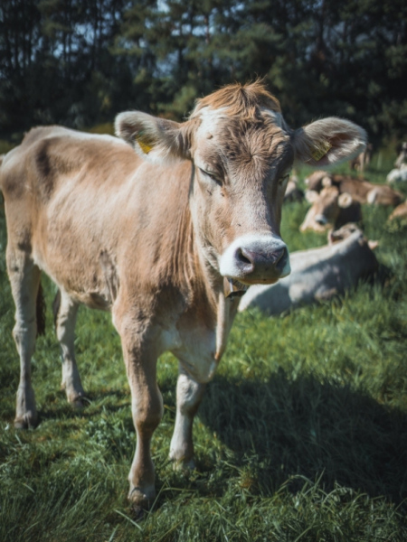 Almabtrieb Feldernalm – „der Almsommer hat uns viel abverlangt“