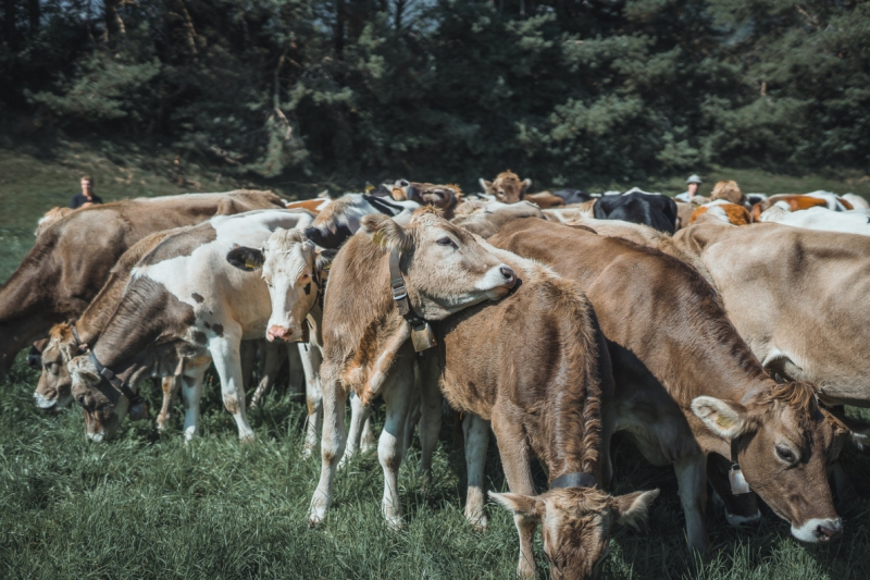 Almabtrieb Feldernalm – „der Almsommer hat uns viel abverlangt“