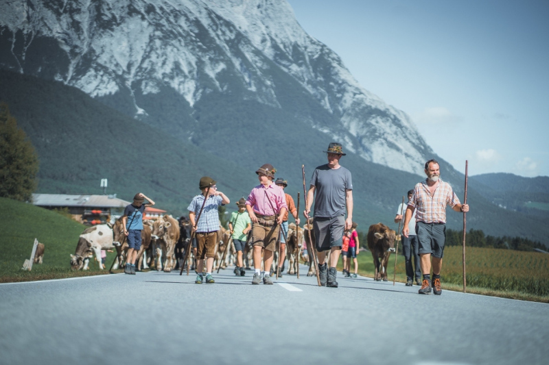 Almabtrieb Feldernalm – „der Almsommer hat uns viel abverlangt“