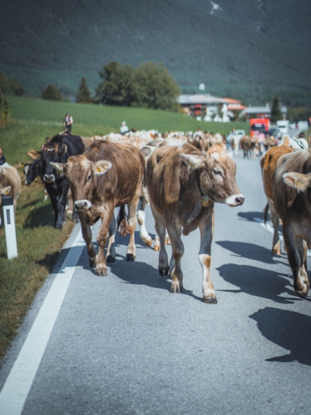 Almabtrieb Feldernalm – „der Almsommer hat uns viel abverlangt“