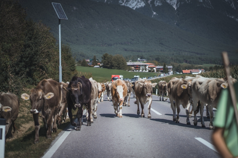 Almabtrieb Feldernalm – „der Almsommer hat uns viel abverlangt“