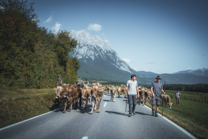 Almabtrieb Feldernalm – „der Almsommer hat uns viel abverlangt“
