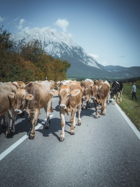 Almabtrieb Feldernalm – „der Almsommer hat uns viel abverlangt“