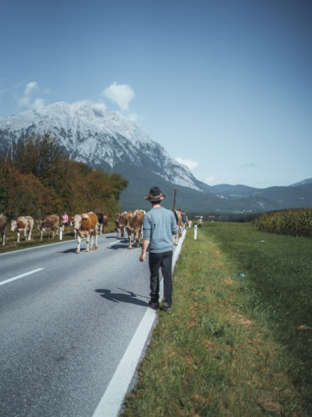 Almabtrieb Feldernalm – „der Almsommer hat uns viel abverlangt“