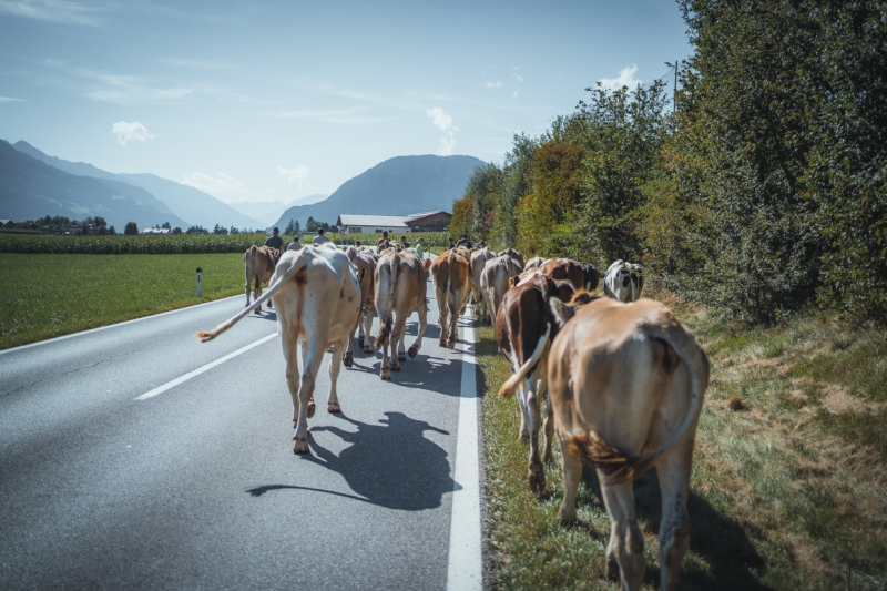 Almabtrieb Feldernalm – „der Almsommer hat uns viel abverlangt“