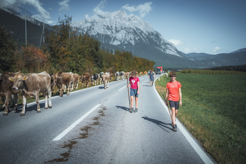 Almabtrieb Feldernalm – „der Almsommer hat uns viel abverlangt“