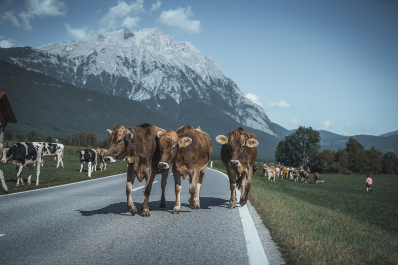 Almabtrieb Feldernalm – „der Almsommer hat uns viel abverlangt“