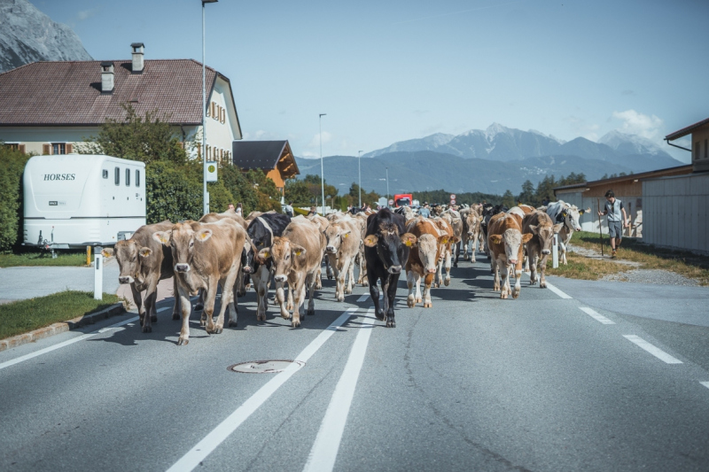 Almabtrieb Feldernalm – „der Almsommer hat uns viel abverlangt“