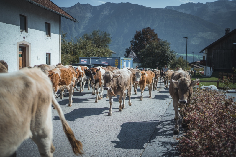 Almabtrieb Feldernalm – „der Almsommer hat uns viel abverlangt“