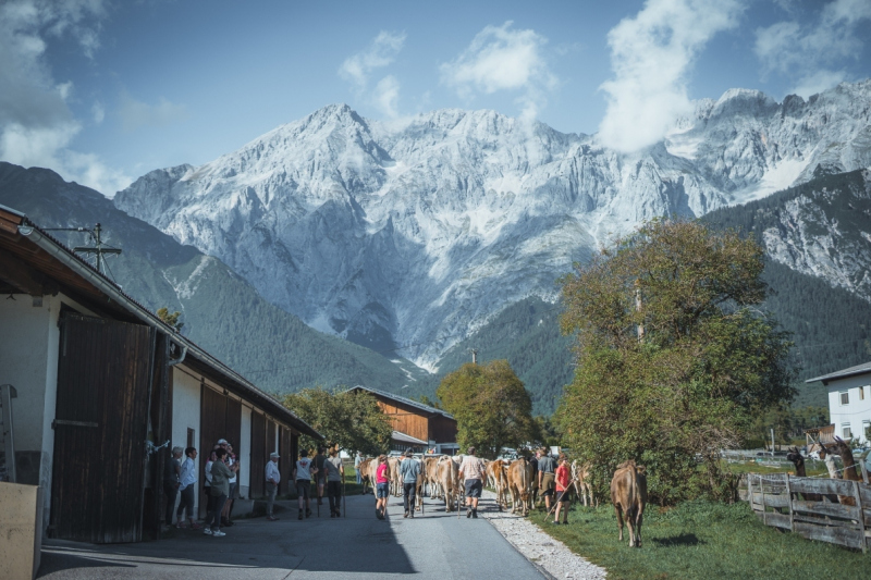 Almabtrieb Feldernalm – „der Almsommer hat uns viel abverlangt“
