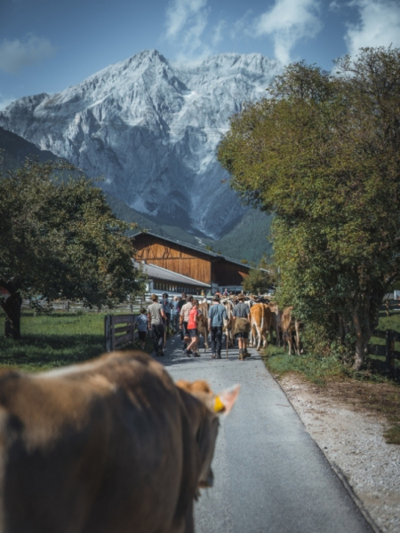 Almabtrieb Feldernalm – „der Almsommer hat uns viel abverlangt“