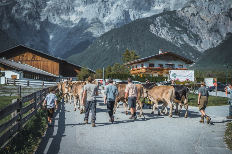 Almabtrieb Feldernalm – „der Almsommer hat uns viel abverlangt“
