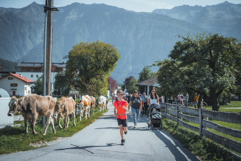 Almabtrieb Feldernalm – „der Almsommer hat uns viel abverlangt“