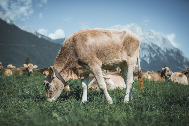 Almabtrieb Feldernalm – „der Almsommer hat uns viel abverlangt“